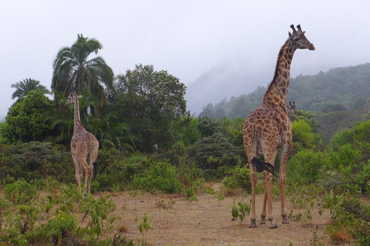 Giraffen am Fuße des Kilimanjaro